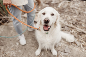 Dog Walks